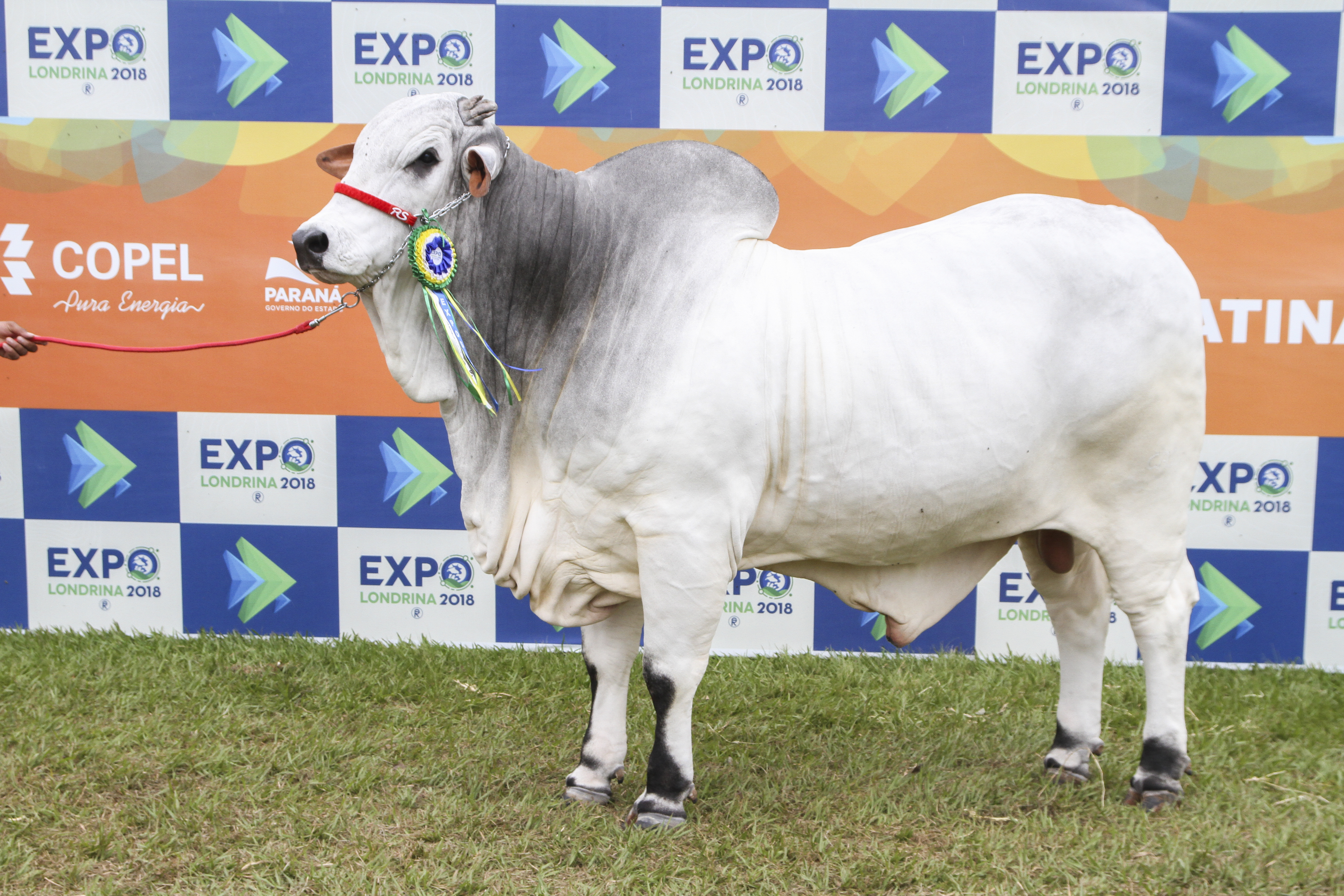 Expo Londrina receberá a etapa do Ranking Nacional ACNB