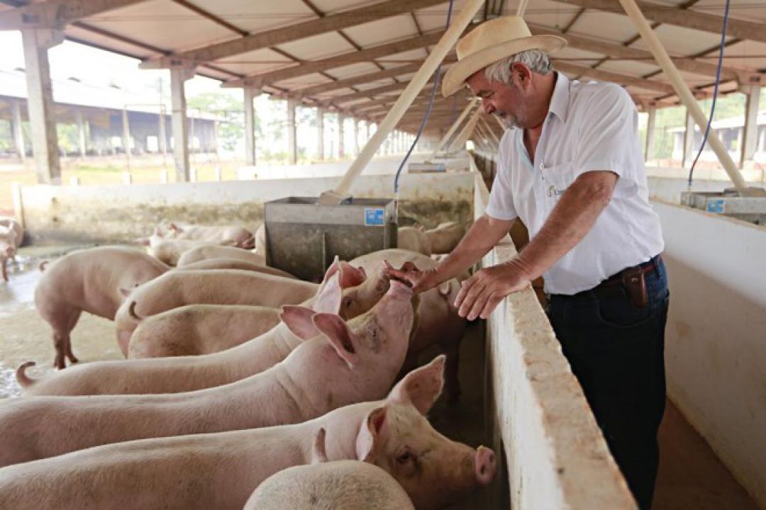 Volume de carne suína exportada pelo Brasil mantém alta em 2019