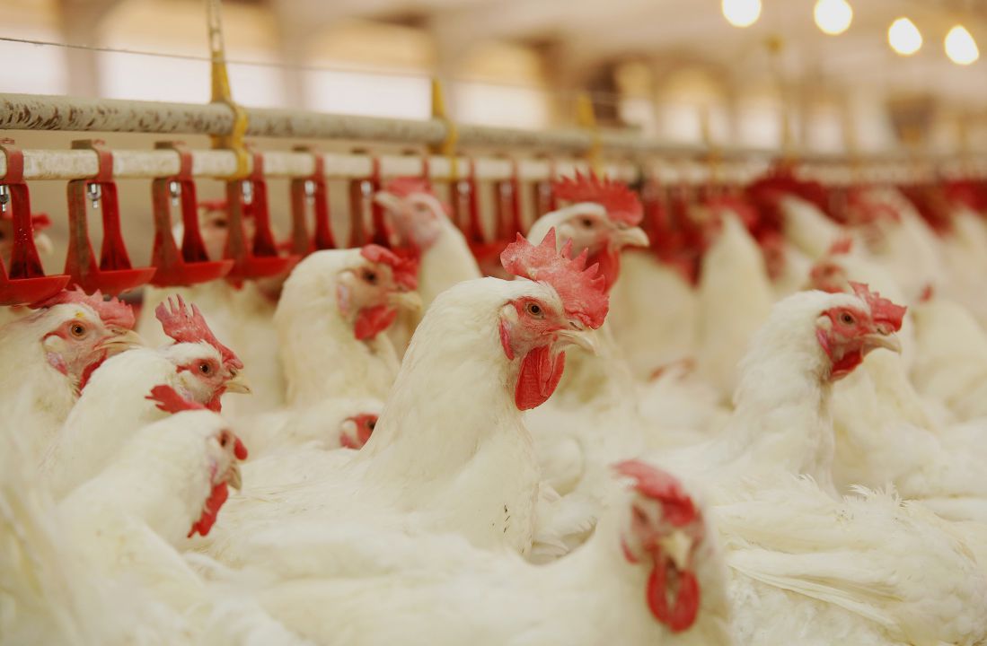ABPA diz que em março a exportação de carne brasileira de frango tem queda de 9,5%