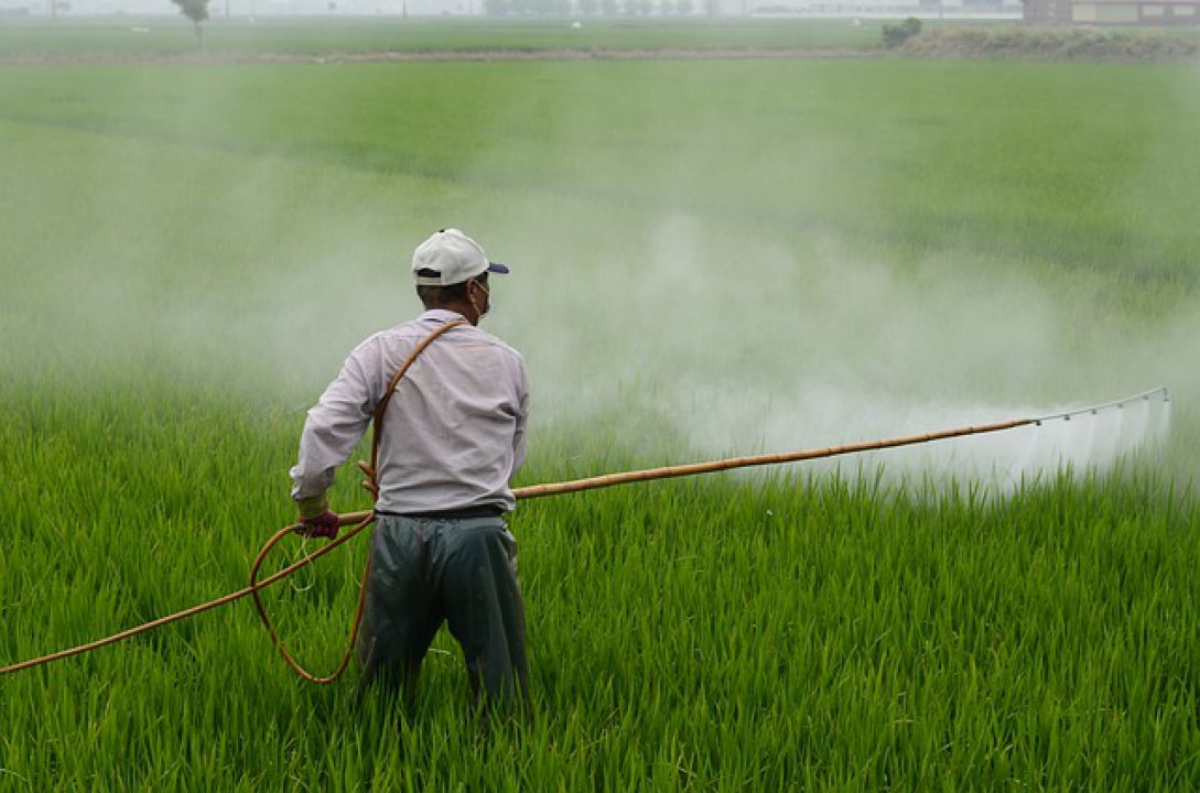 Boas práticas agrícolas devem ser seguidas