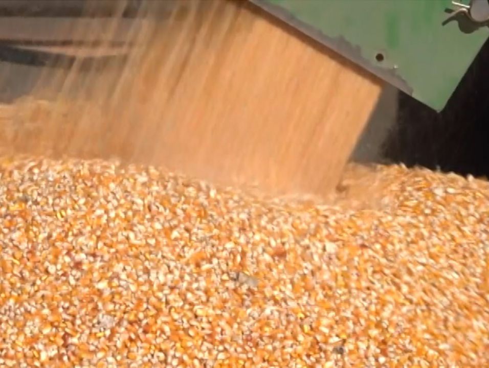 Aplicativo Embrapa apresenta novas cultivares de milho 