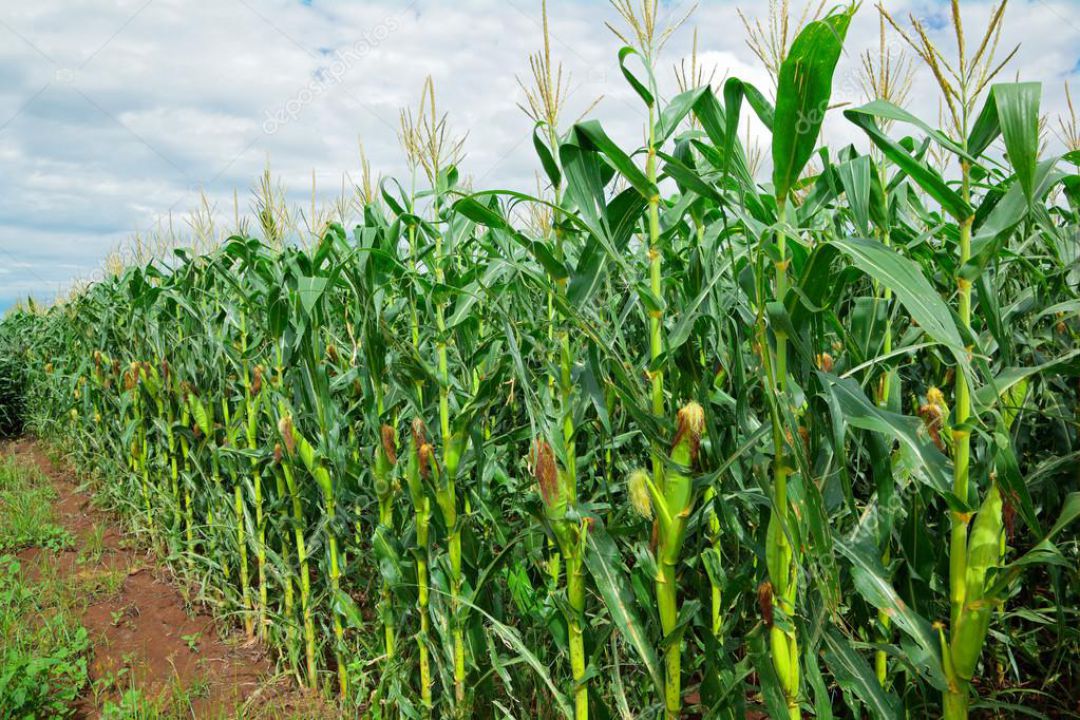 Datagro acredita em safra de milho total 15% maior