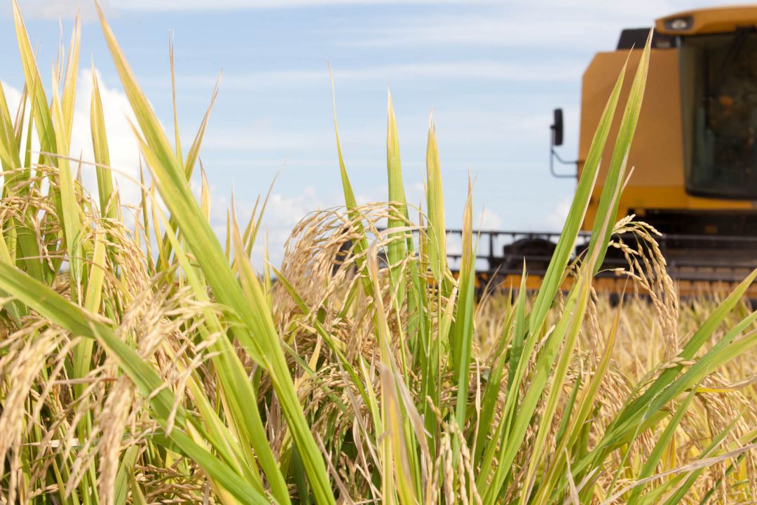 Com indústria ativa e vendedor recuado, indicador do arroz registra alta em março