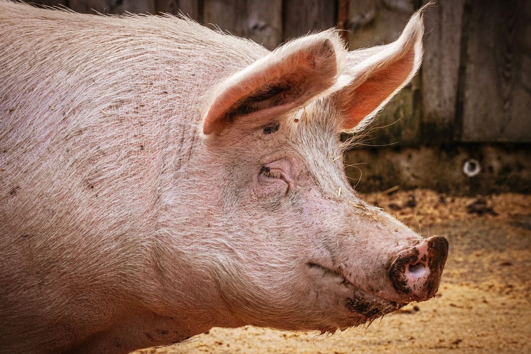 Peste Suína Africana pode afetar 200 milhões de animais na China