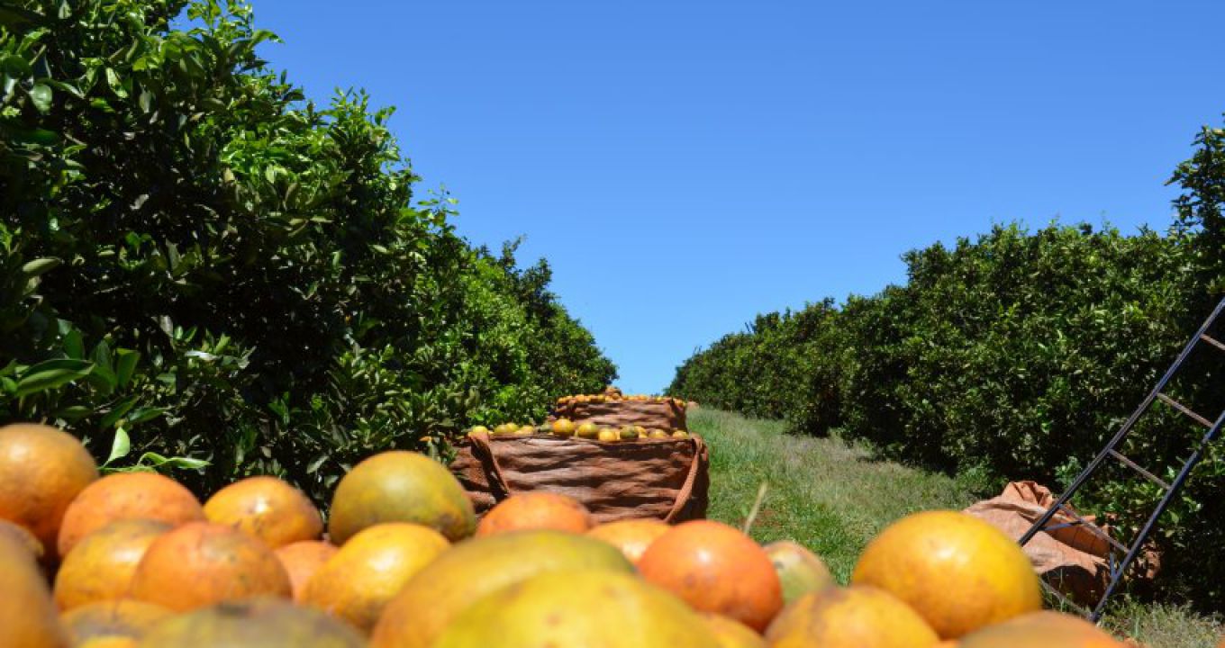 Safra 2018/19 de laranja em SP e MG encerra com queda de 28,2%