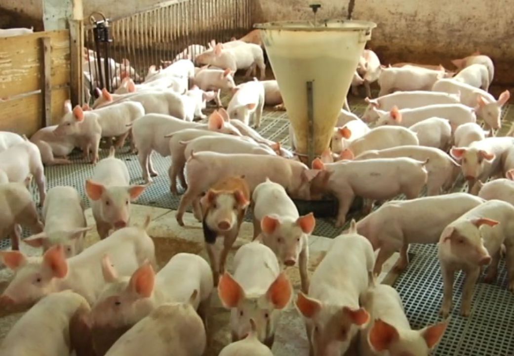 ABPA integra Grupo de Prevenção à Peste Suína Africana