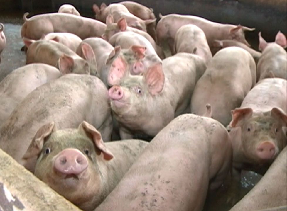 Carcaça do suínos ganha competitividade frente ao frango 
