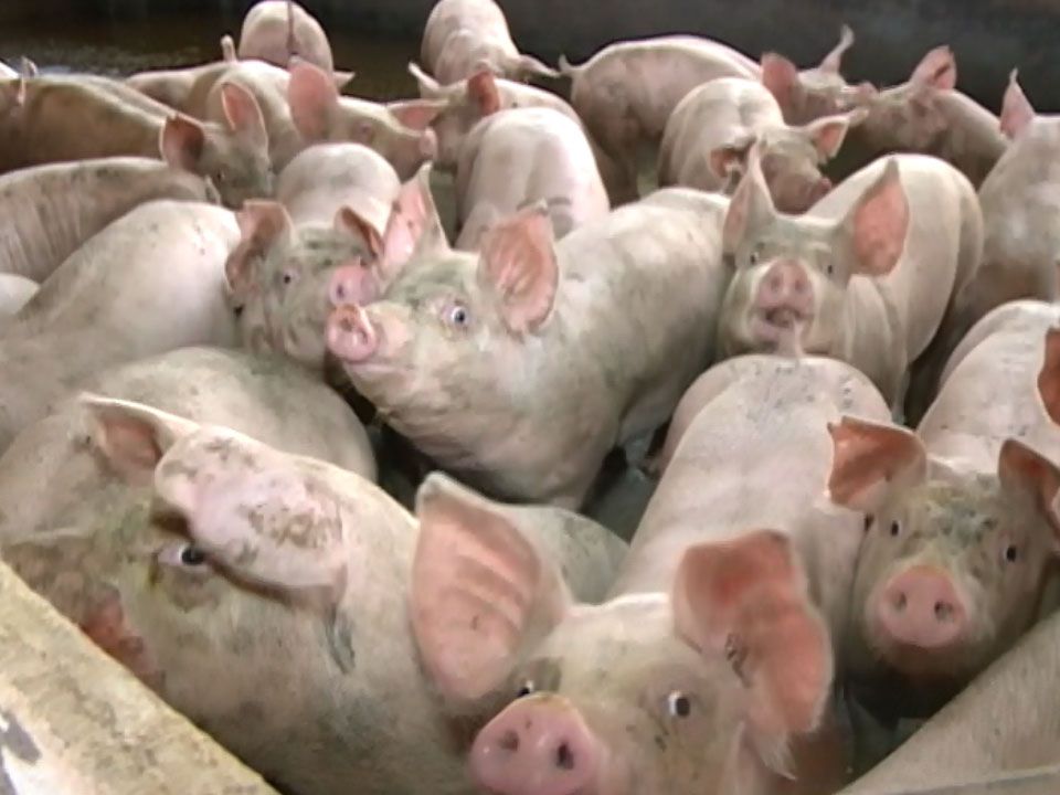 Negociações no mercado suíno aquecem no sul do Brasil 