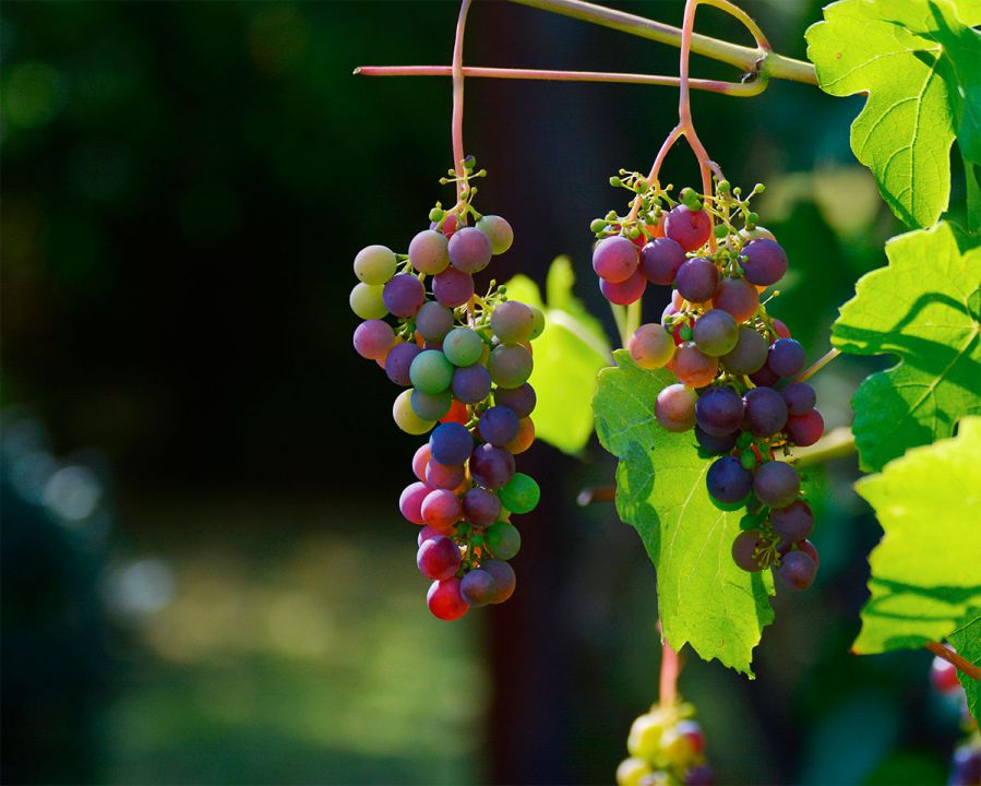 Safra de uvas finas se encerra em São Paulo 