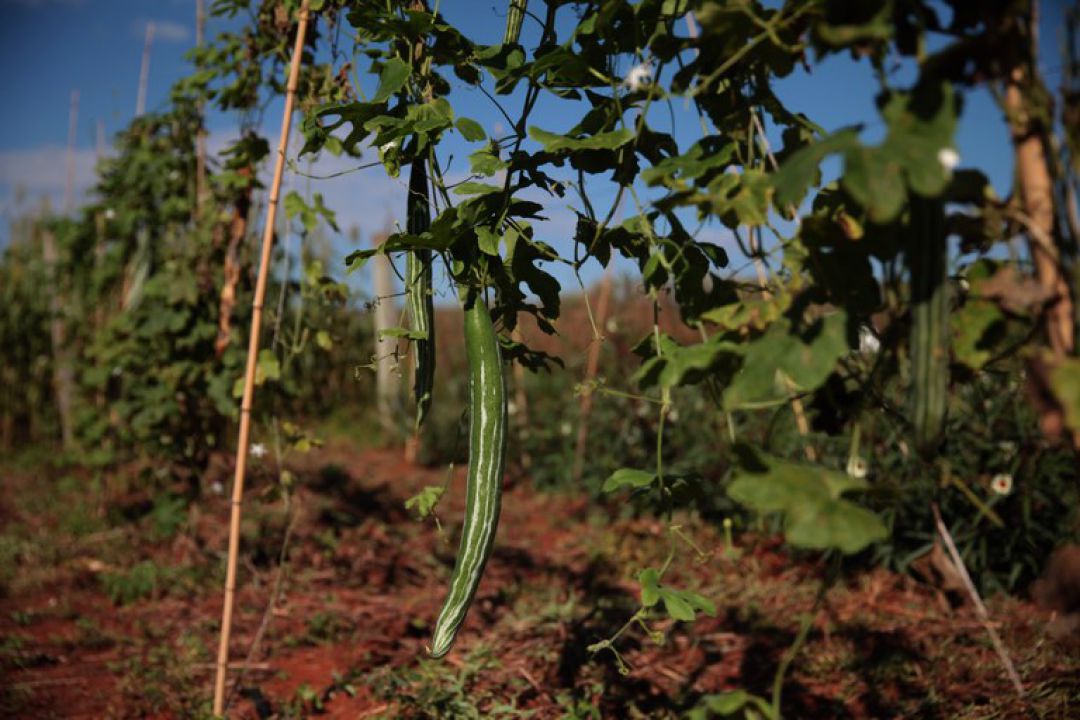 Plantas Alimentícias Não Convencionais chamam atenção de agricultores 