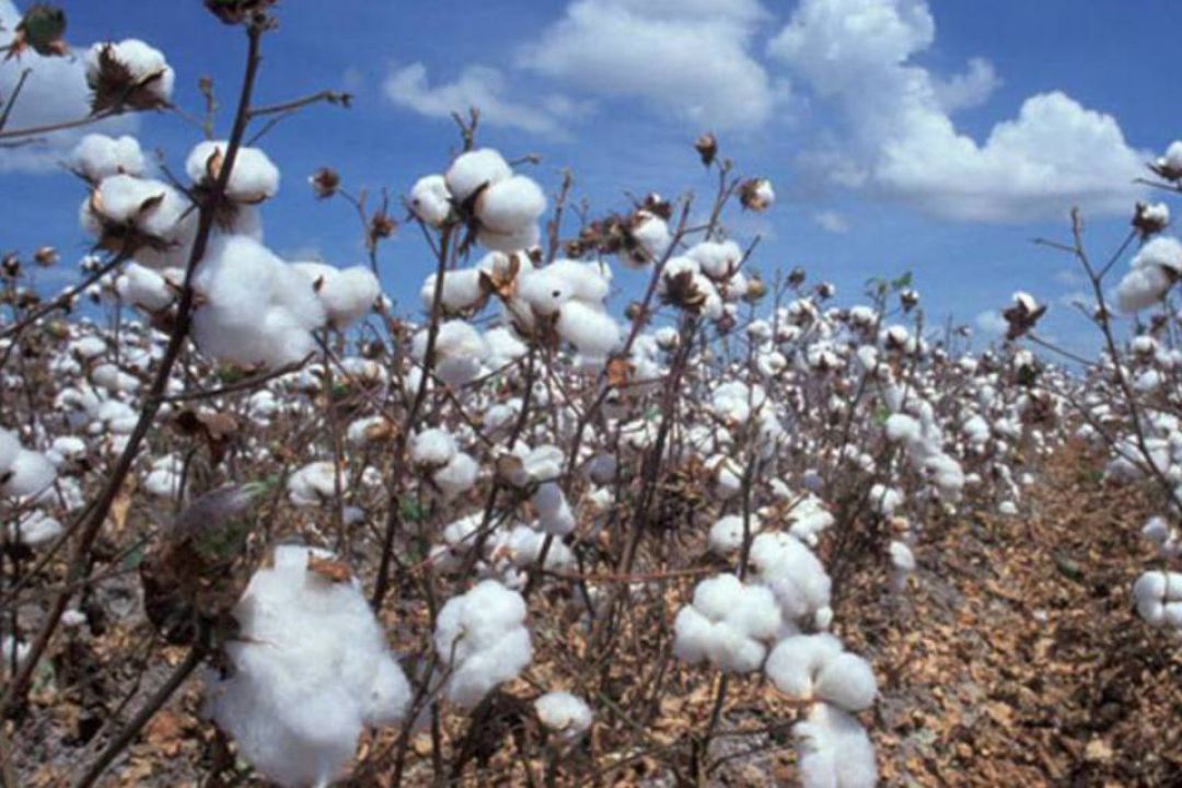 Levantamento mostra crescimento recorde na safra de algodão
