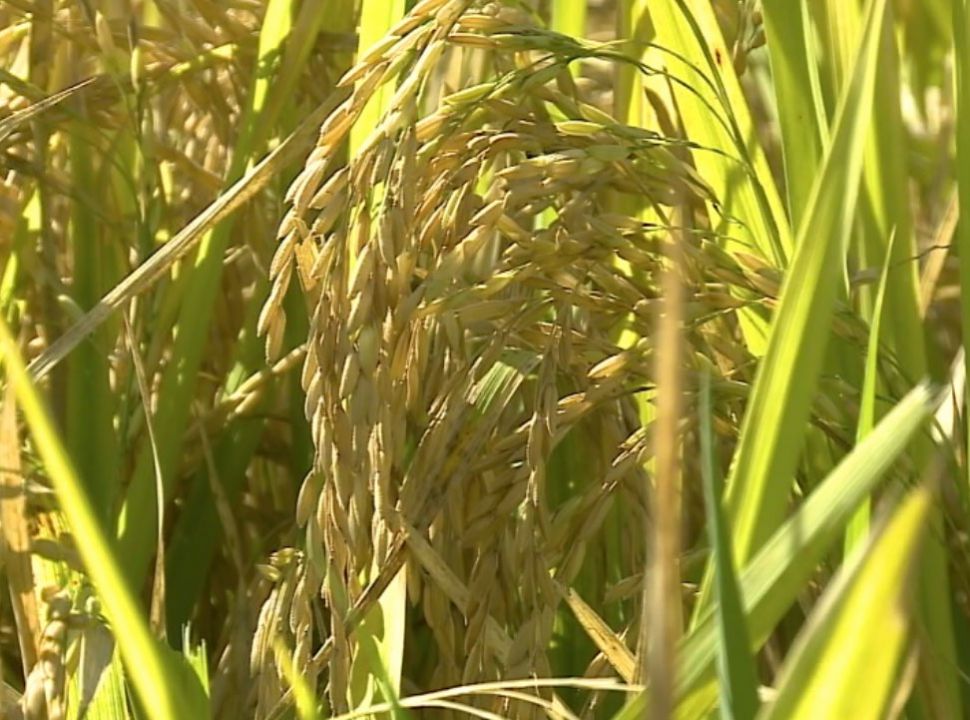Movimento de alta no mercado de arroz