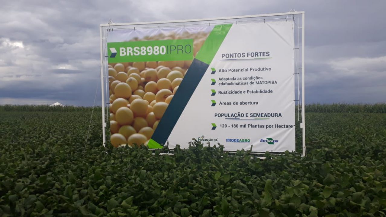 Embrapa apresenta nova cultivar de soja 