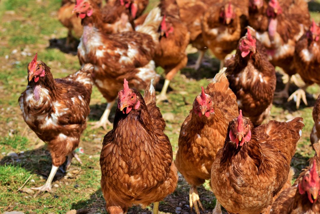 Preços do frango apontam elevação 