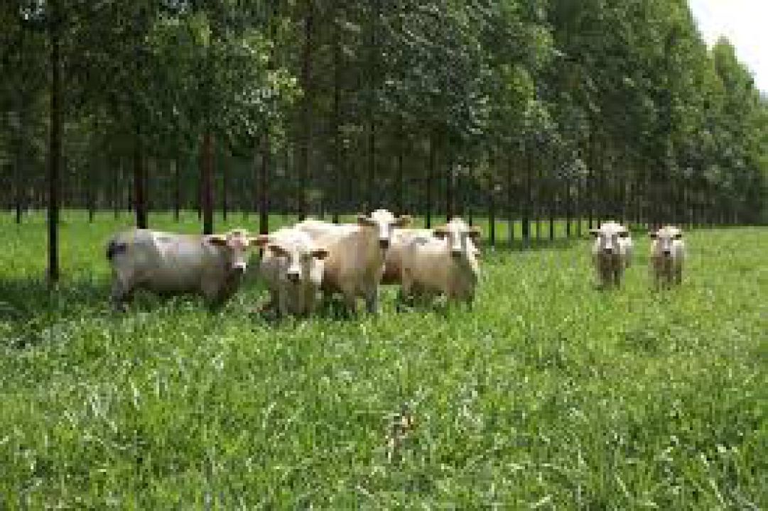ILPF pode ser adotada com inúmeras culturas e diversas espécies animais