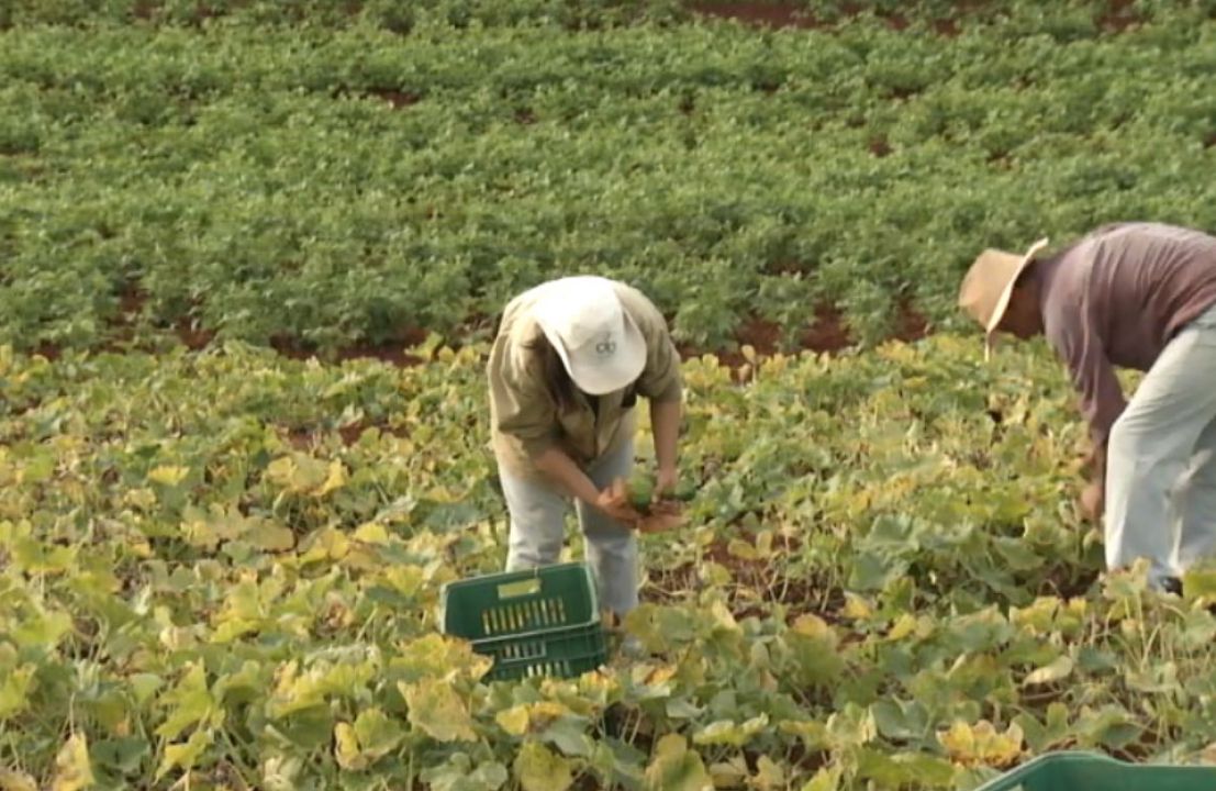 Agronegócio gerou 12,3 mil empregos em abril
