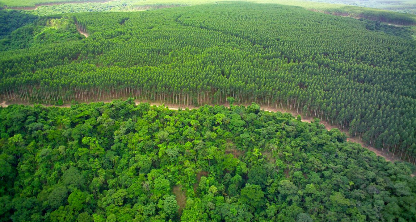 Área de eucalipto passa de 1 milhão de hectares no MS 