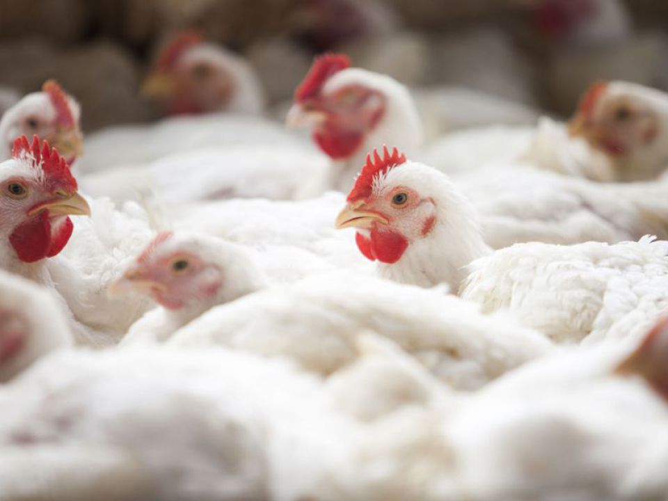 Preço do Frango apresenta alta no atacado