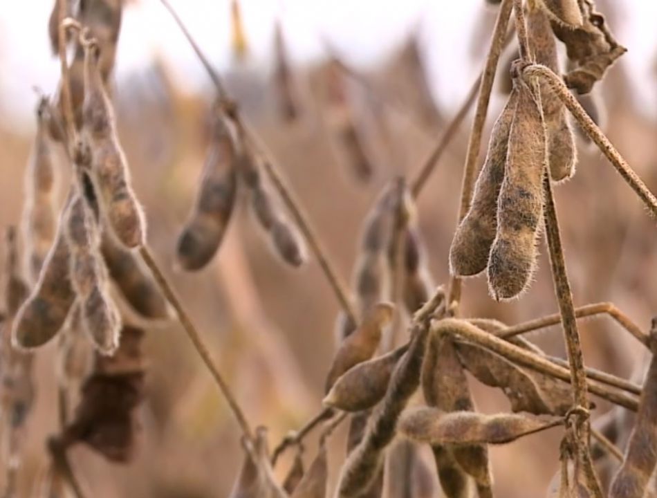 Embrapa desenvolve aplicativo que calcula necessidades nutricionais da lavoura de soja
