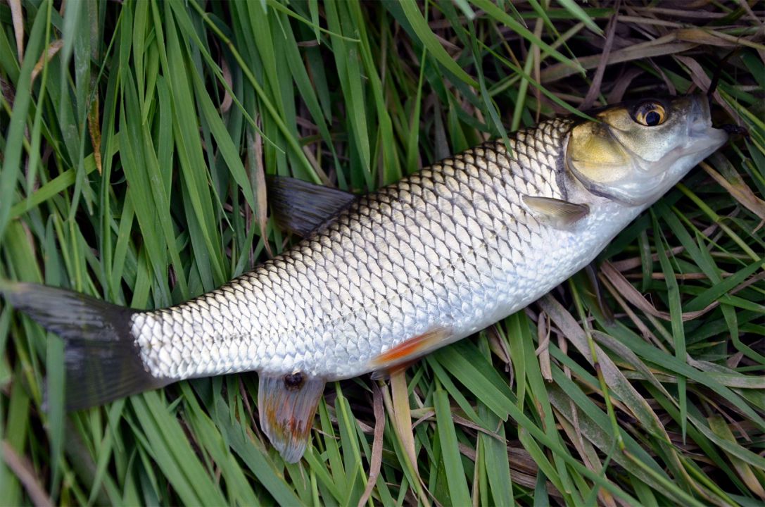 Desde ontem pescadores artesanais estão autorizados a pesca da tainha