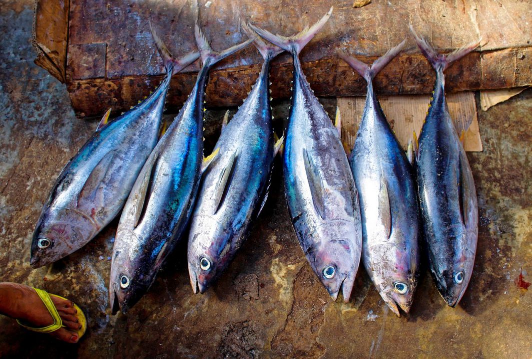 Autorizações para pesca de atum estão suspensas pela Secretaria de Aquicultura e Pesca
