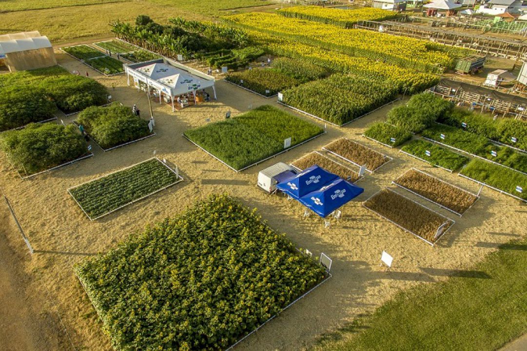 Embrapa apresentará novidades na AgroBrasília 