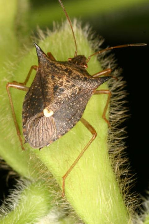 Durante evento de soja Embrapa lança Tecnologia Block