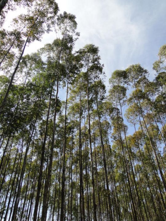 Plano Nacional de Florestas Plantadas é aprovado pelo Mapa