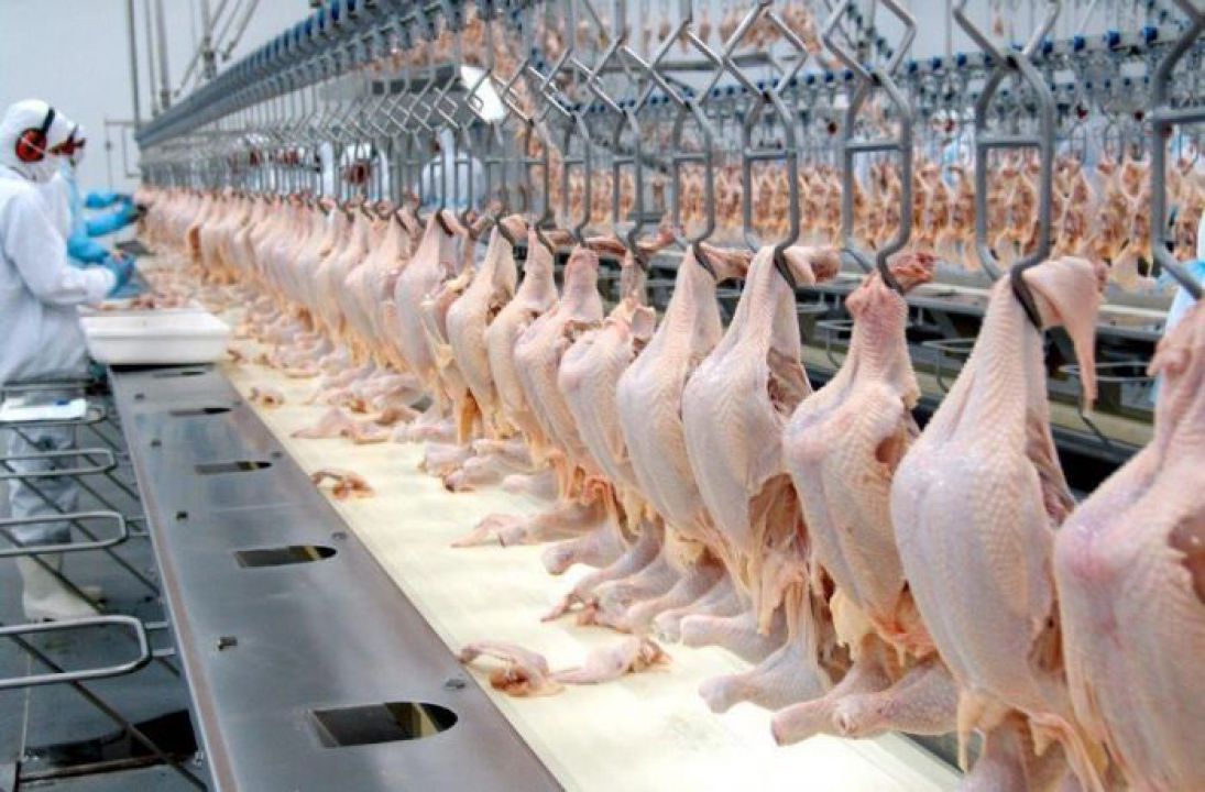 China dispara as vendas da exportação de frango do Brasil