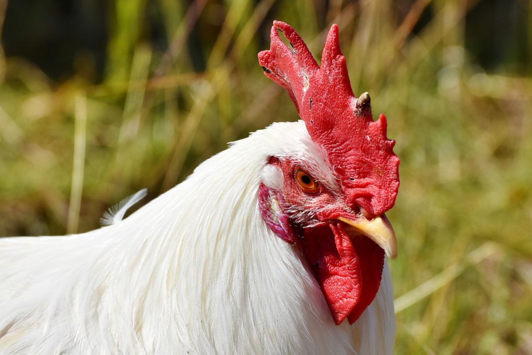 Carne de frango com maior competitividade