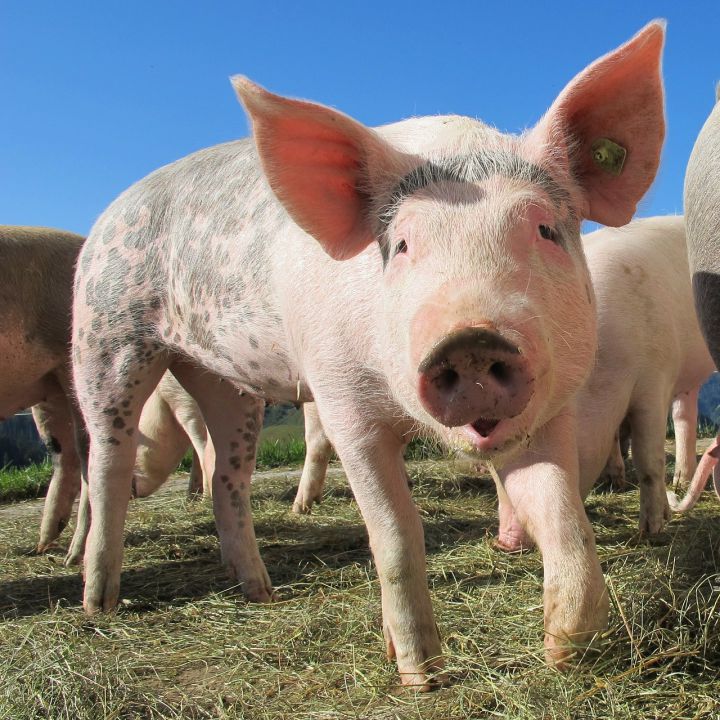 Embarques de carne suína têm aumento de 24%