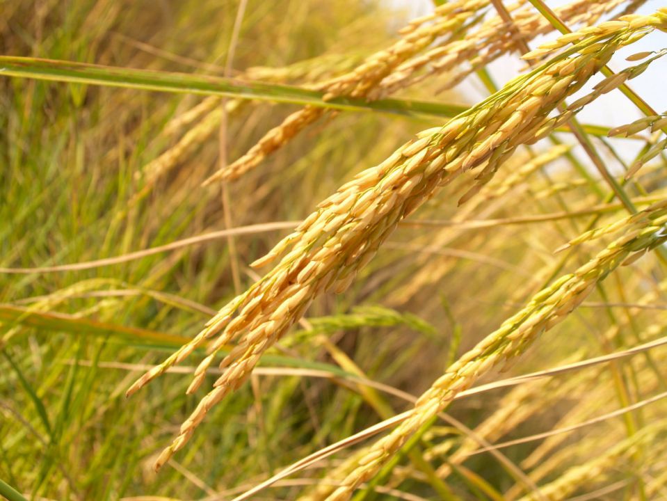 Mercado do arroz com comercialização lenta