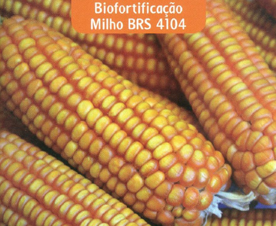 Embrapa apresenta milho biofortificado