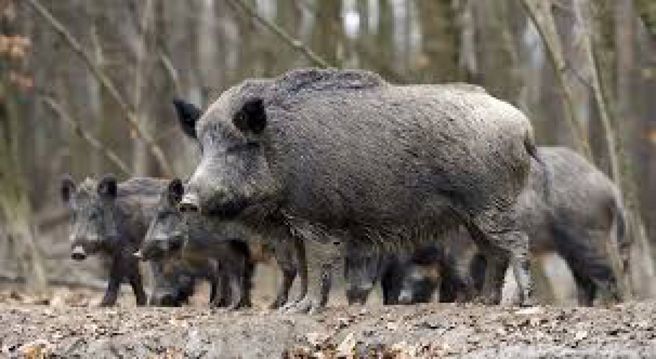 Doença em javalis pode causar prejuízos de R$ 50 Bi 