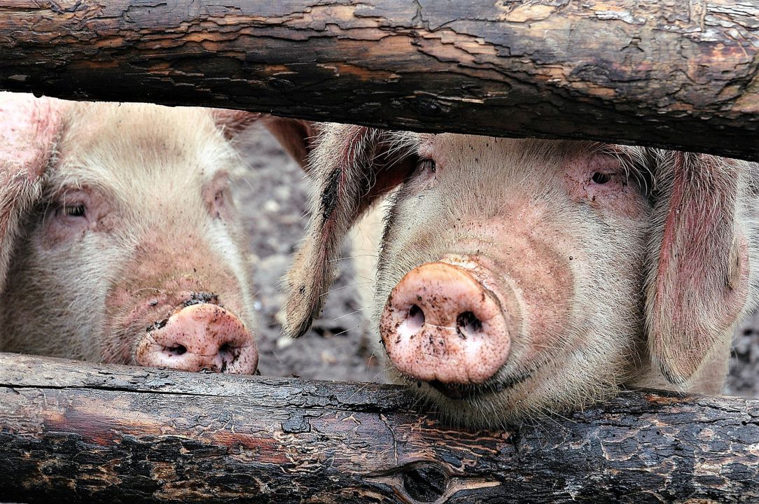 Criminosos aproveitam de epidemia de febre suína na China para pressionar produtores