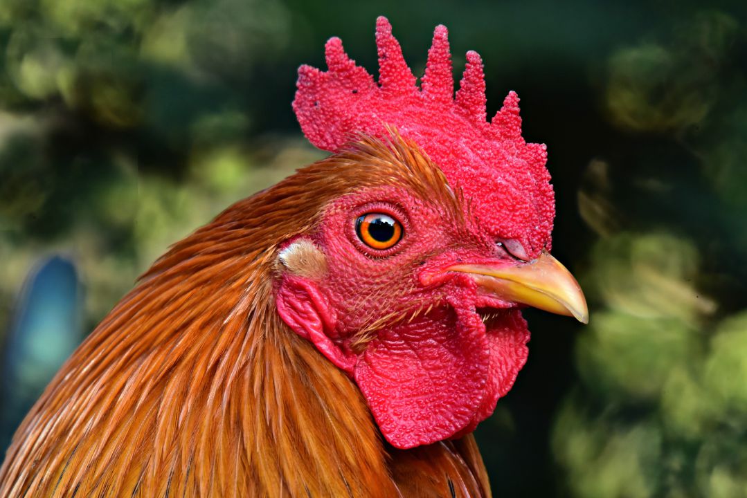 Cotações médias do frango apontam queda  em junho 