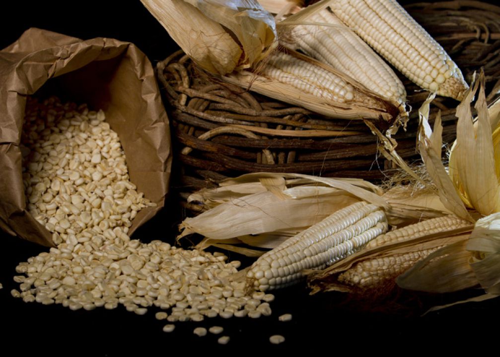 Embrapa lança cultivar que pode ser usado na nutrição sem glúten
