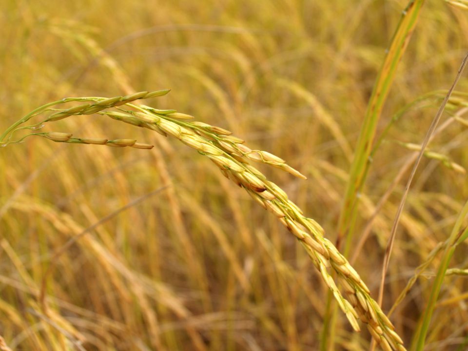 Cotações do arroz seguem em alta