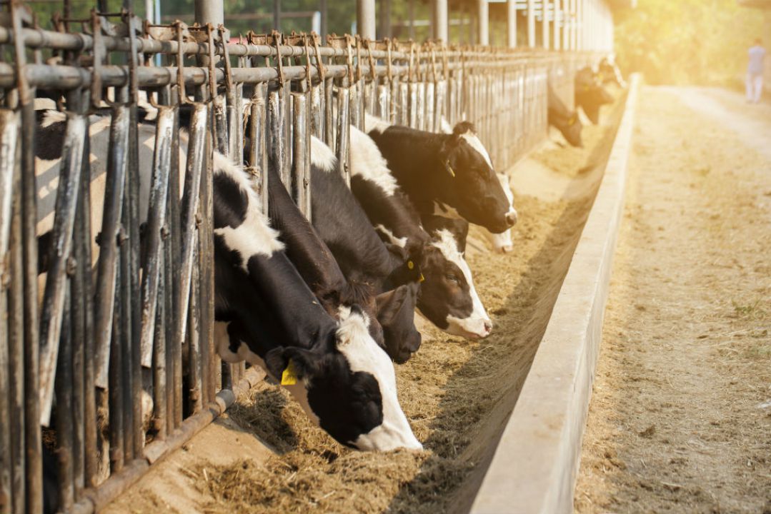 Indústria de alimentação animal fatura US$ 400 bilhões por ano