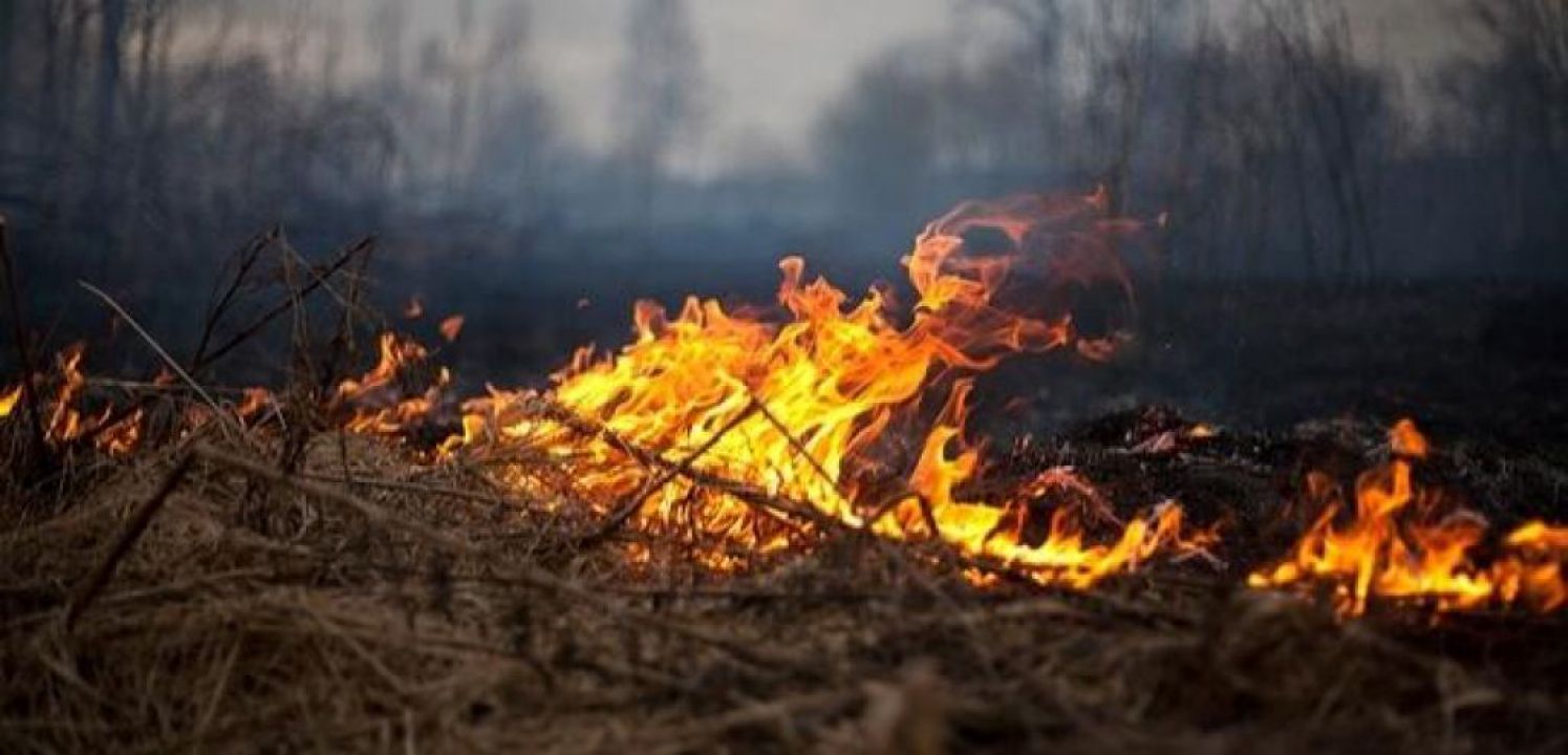 Analista de agronegócio comenta maneiras de evitar queimadas