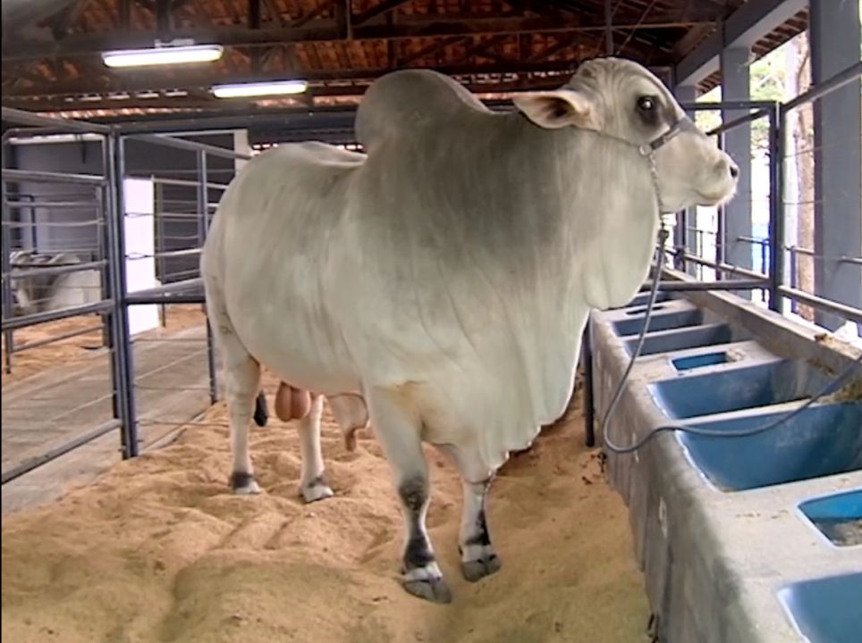 Mocho Brasil apresenta dois touros de 2,5 toneladas durante Expogenética