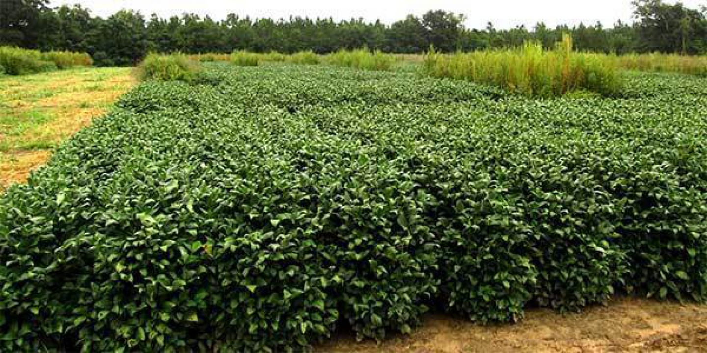 USDA deve reduzir previsões para lavoura de soja dos EUA na safra 2019/20