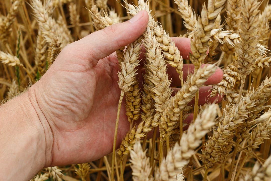 Cotações do trigo fecham agosto em alta