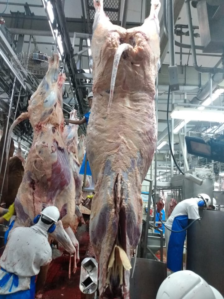 Exportações de carne bovina crescem 9,2%