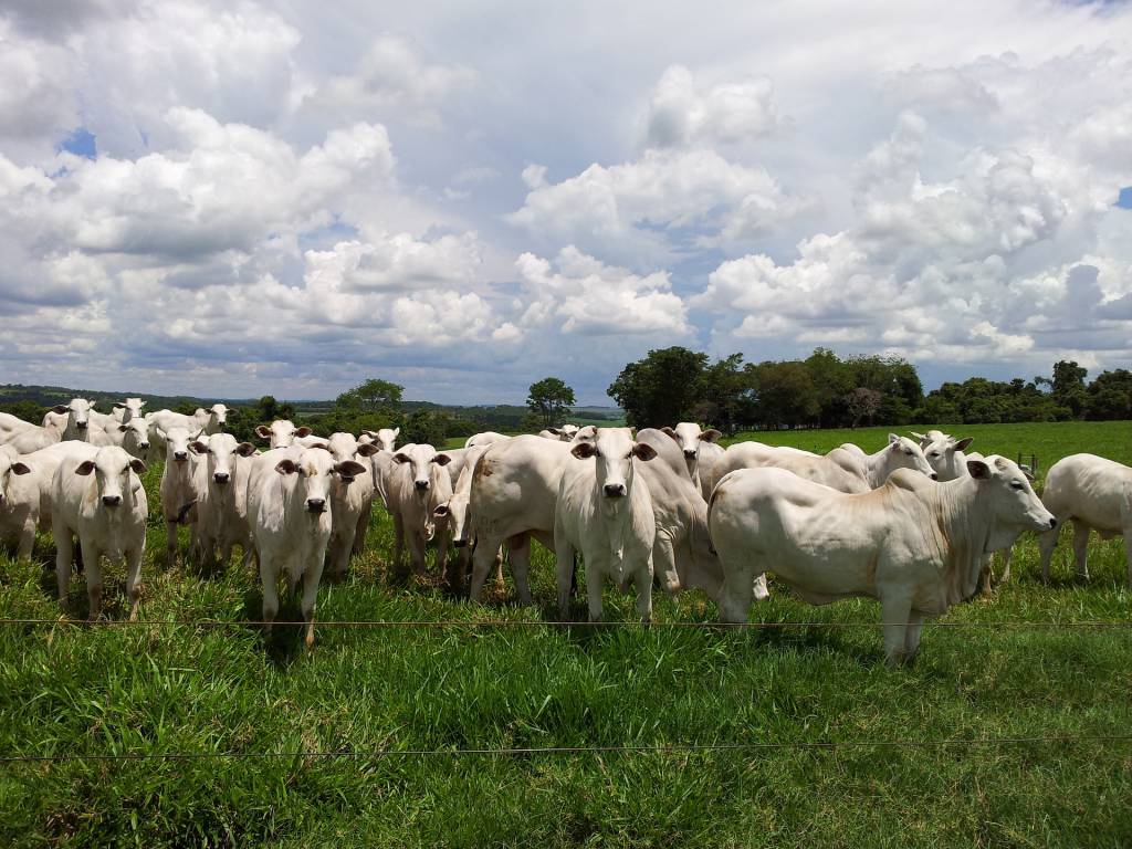 Mercado do boi gordo inicia segunda quinzena de setembro com preços firmes