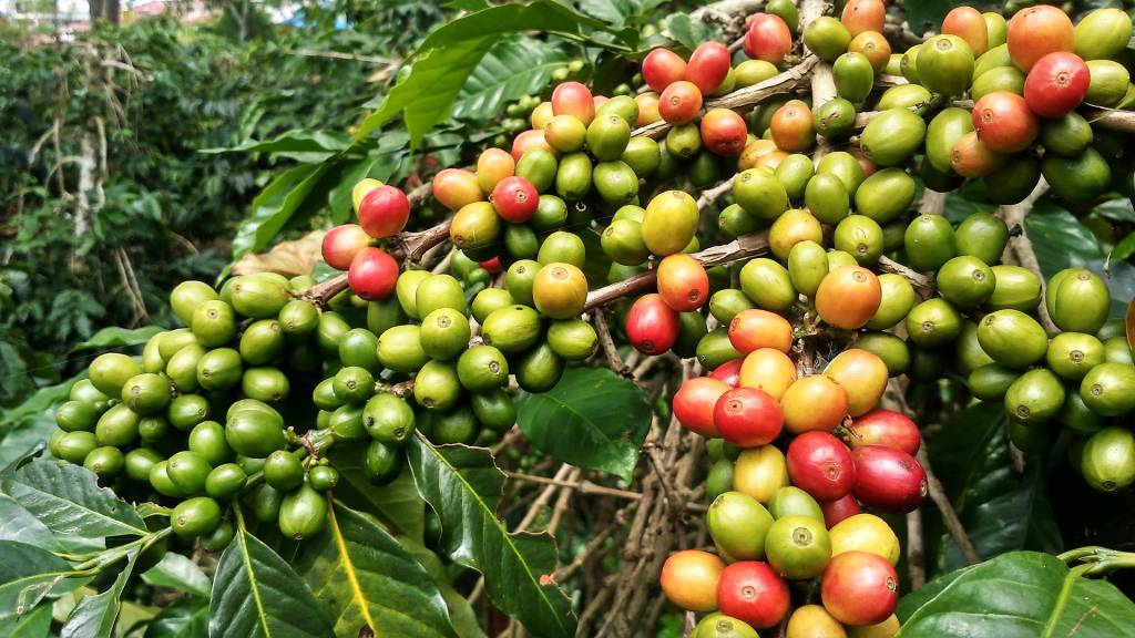 Bienalidade do café reduz volume da safra de 2019