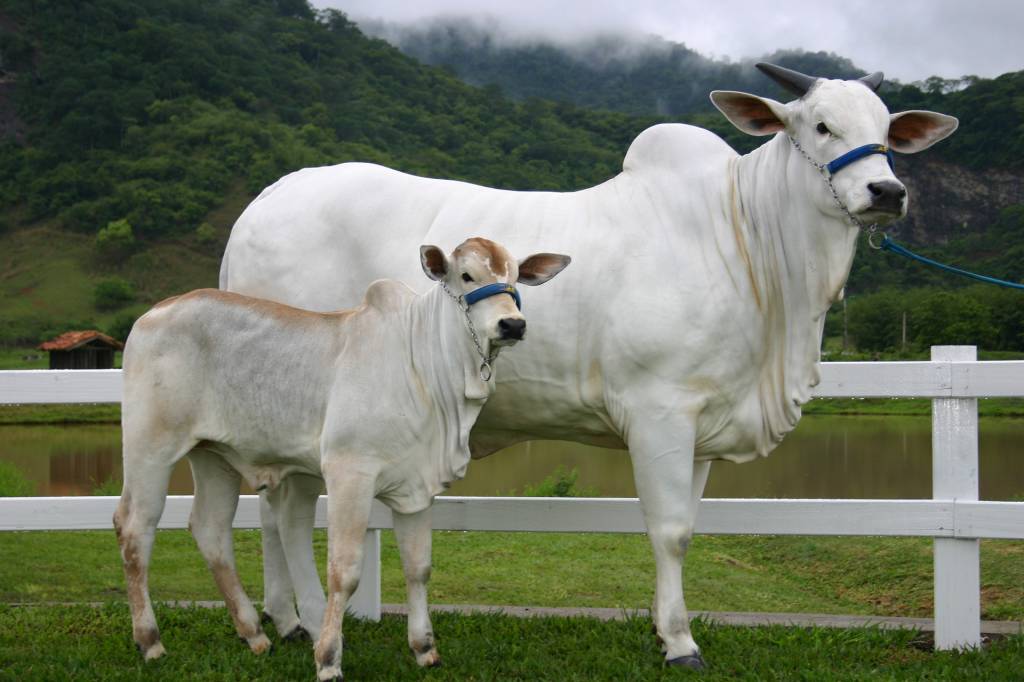 Valores da carcaça do boi seguem acima da arroba do boi gordo