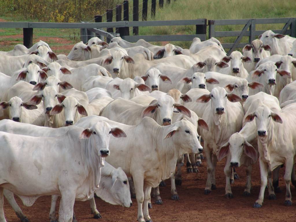 Mercado do boi gordo em alta no Mato Grosso do Sul