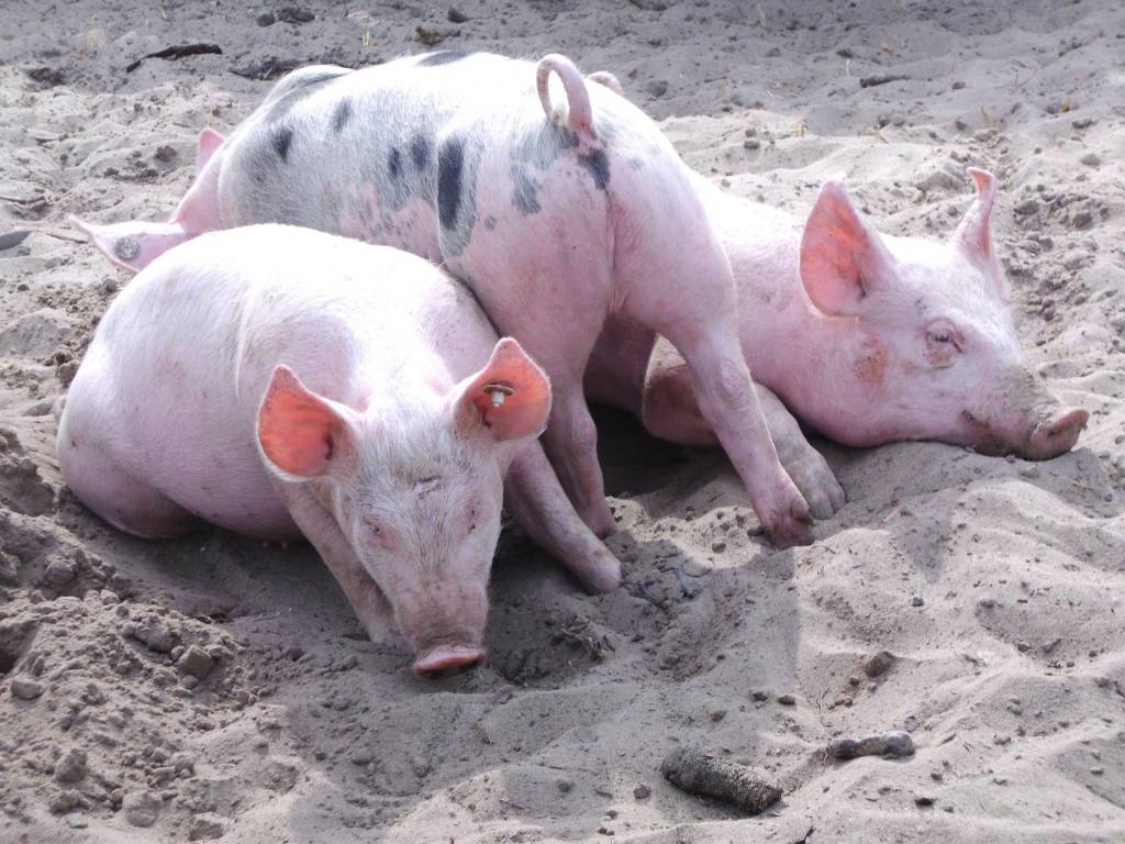 Preços do suíno vivo e da carne sobem