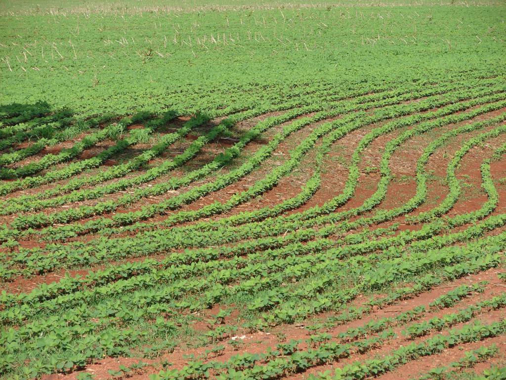 Clima pode levar replantio de soja em algumas regiões do país